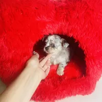 Picasso Mystic Mazey, a female Chihuahua for sale in Houston, TX – Photo 8 of 9