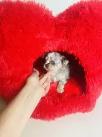 Picasso Mystic Mazey, a female Chihuahua for sale in Houston, TX – Photo 8 of 9