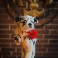 Picasso Mystic Mazey, a female Chihuahua for sale in Houston, TX – Photo 4 of 9