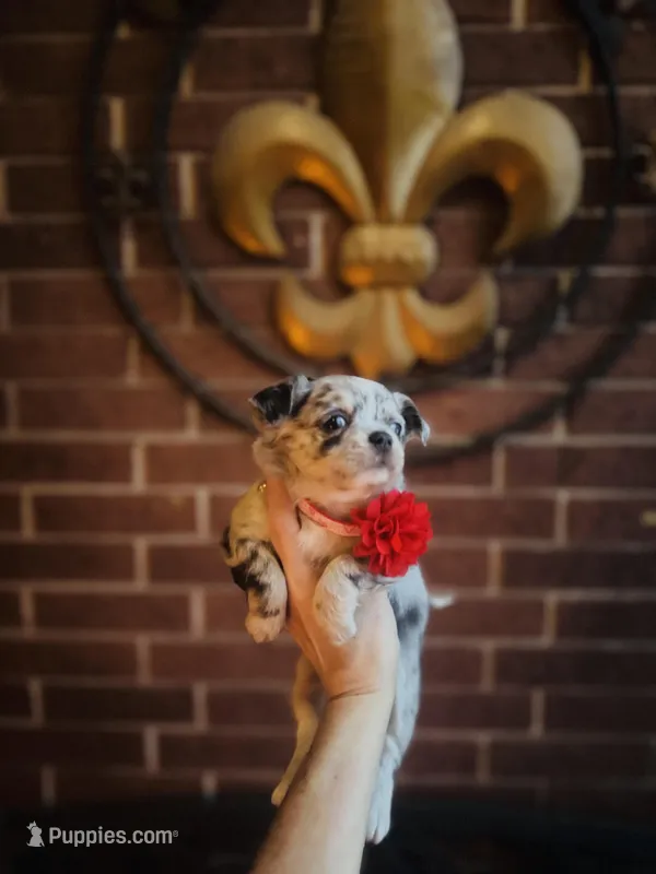 Picasso Mystic Mazey