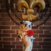 Picasso Mystic Mazey, a female Chihuahua for sale in Houston, TX – Photo 1 of 9