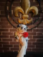 Picasso Mystic Mazey, a female Chihuahua for sale in Houston, TX – Photo 1 of 9