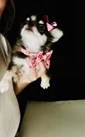Birkin , a female Chihuahua for sale in Houston, TX – 2 of 10