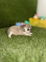 AKC PEBBLES, a female Chihuahua for sale in Houston, TX – 8 of 10
