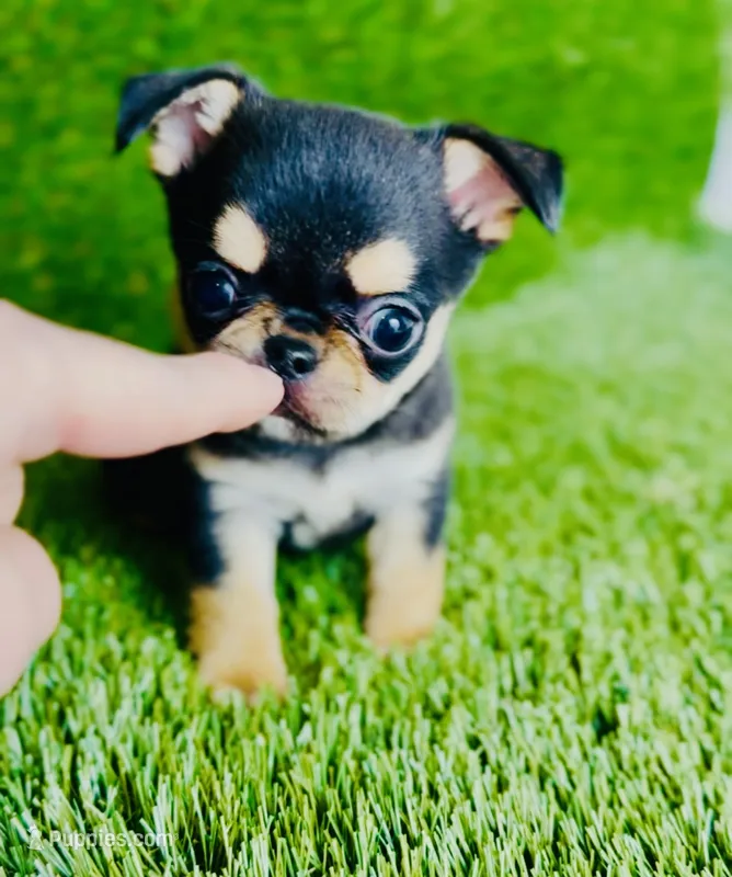 Crush  – Chihuahua puppy for sale in Houston, TX