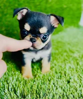 Crush , a male Chihuahua for sale in Houston, TX – 1 of 10