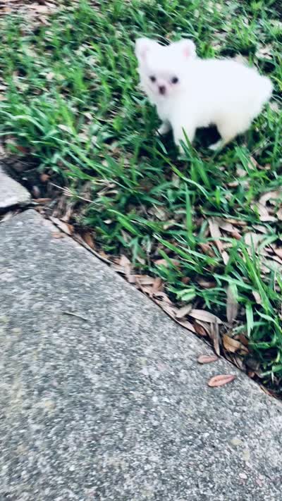 DASH  *video, a female Chihuahua for sale in Houston, TX – 8 of 8