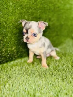 Bubbles blue merle blue eye, a female Chihuahua for sale in Houston, TX – 3 of 10
