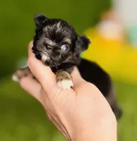 AKC Pocket Teacup Hello Kitty , a female Chihuahua for sale in Houston, TX – 7 of 10