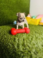 MudPie, a male Chihuahua for sale in Houston, TX – 7 of 10