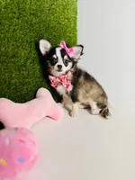 Birkin , a female Chihuahua for sale in Houston, TX – 4 of 10