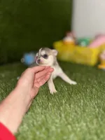 AKC PEBBLES, a female Chihuahua for sale in Houston, TX – 7 of 10