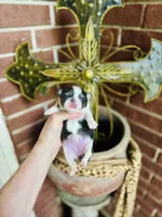 Teacup Rain Drop , a female Chihuahua for sale in Houston, TX – 5 of 10
