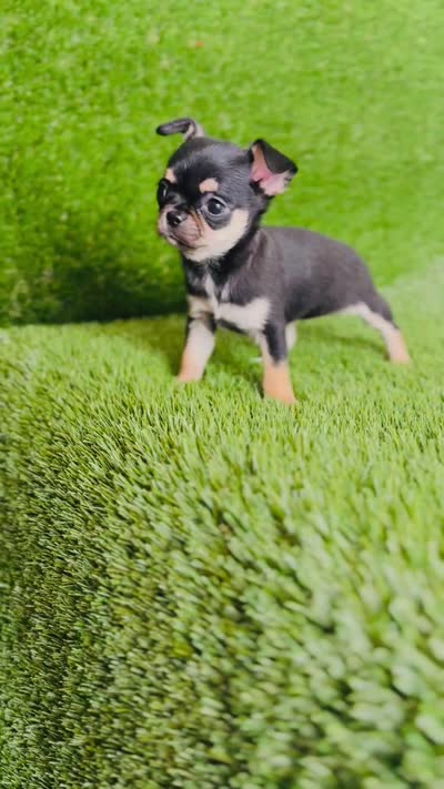 Paisley Teacup sz., a female Chihuahua for sale in Houston, TX – 8 of 10