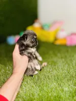 AKC   B-U-G-A-T-T-I, a male Chihuahua for sale in Houston, TX – 8 of 10