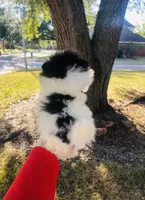 Unique Phantom  OMG LOOK Micro Teacup, a female Pomeranian for sale in Houston, TX – 5 of 8