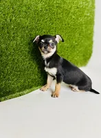 Paisley Teacup sz., a female Chihuahua for sale in Houston, TX – 4 of 10