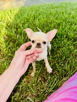 Buttercup Small Apple head , a female Chihuahua for sale in Houston, TX – 10 of 10