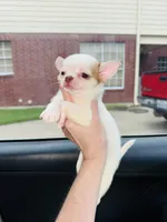 Millie , a female Chihuahua for sale in Houston, TX – 3 of 4