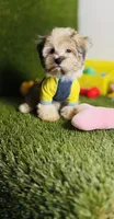 Teddy (chocolate merle).  Blue Eyes , a male Maltese and Poodle - Toy  for sale in Houston, TX – 4 of 10