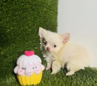Teacup Tiny sz. Cloud NINE pics 10/27/26., a male Chihuahua for sale in Houston, TX – 5 of 9