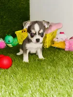 Prince  Blue Eyes, a male Chihuahua for sale in Houston, TX – 2 of 10