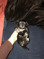 Longcoat Pepe’, a male Chihuahua for sale in Houston, TX – Photo 4 of 9