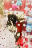 Longcoat Pepe’, a male Chihuahua for sale in Houston, TX – Photo 2 of 9