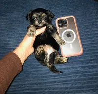 Longcoat Pepe’, a male Chihuahua for sale in Houston, TX – Photo 8 of 9