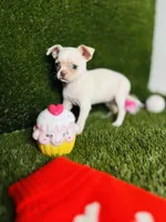 Rhiannon HOLD   Vanilla Bean, a female Chihuahua for sale in Houston, TX – 7 of 10
