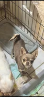 Millie , a female Chihuahua for sale in Houston, TX – 4 of 4