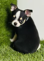 Pedro Tri colored Gorgeous , a male Chihuahua for sale in Houston, TX – 2 of 10