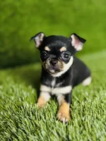 Paisley Teacup sz., a female Chihuahua for sale in Houston, TX – 6 of 10