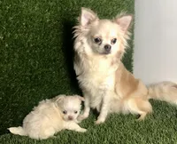Kilo , a male Chihuahua for sale in Houston, TX – 6 of 8