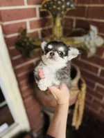 Blue Berry Puptart, a male Chihuahua for sale in Houston, TX – 8 of 10