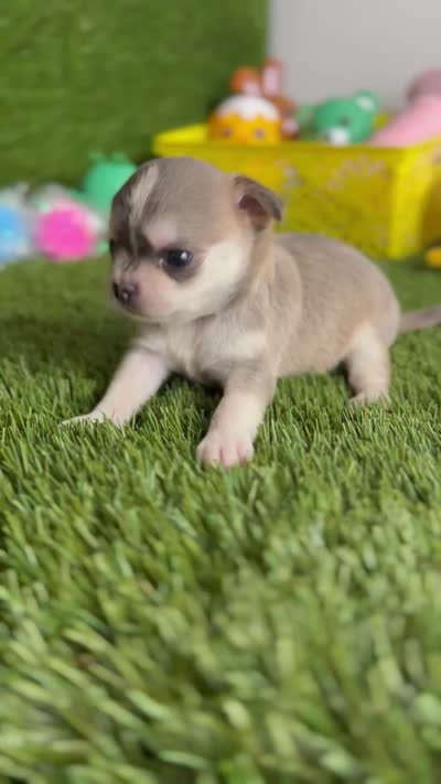 AKC PEBBLES, a female Chihuahua for sale in Houston, TX – 10 of 10