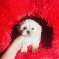 Creme Puff Baby, a female Shihpoo and Shih Tzu for sale in Houston, TX – Photo 9 of 10
