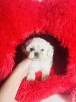 processed/d04018d9-b56d-442c-a28d-34e6acbf197e/listing/fe417443-ca40-49a4-87fc-d8efe0dea7ee/19f12585-b27e-456b-a641-b0a09fb566e6