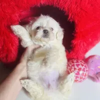 Creme Puff Baby, a female Shihpoo and Shih Tzu for sale in Houston, TX – Photo 10 of 10
