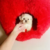 Creme Puff Baby, a female Shihpoo and Shih Tzu for sale in Houston, TX – Photo 2 of 10