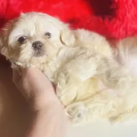 Creme Puff Baby, a female Shihpoo and Shih Tzu for sale in Houston, TX – Photo 1 of 10