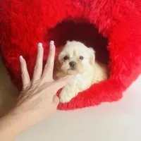 Creme Puff Baby, a female Shihpoo and Shih Tzu for sale in Houston, TX – Photo 3 of 10