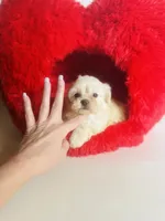 processed/d04018d9-b56d-442c-a28d-34e6acbf197e/listing/fe417443-ca40-49a4-87fc-d8efe0dea7ee/6ce216e1-b16e-43d4-bf9d-7908fa603d25