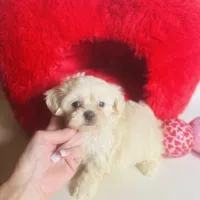 Creme Puff Baby, a female Shihpoo and Shih Tzu for sale in Houston, TX – Photo 7 of 10