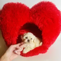 Creme Puff Baby, a female Shihpoo and Shih Tzu for sale in Houston, TX – Photo 5 of 10