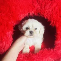 Creme Puff Baby, a female Shihpoo and Shih Tzu for sale in Houston, TX – Photo 8 of 10