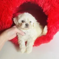 Creme Puff Baby, a female Shihpoo and Shih Tzu for sale in Houston, TX – Photo 4 of 10