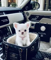 DASH  *video, a female Chihuahua for sale in Houston, TX – 3 of 8