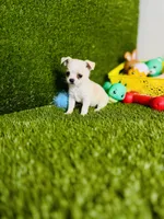 Opal, a female Chihuahua for sale in Houston, TX – 5 of 8