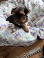 Madison , a female Morkie for sale in Bergenfield, NJ – 2 of 3